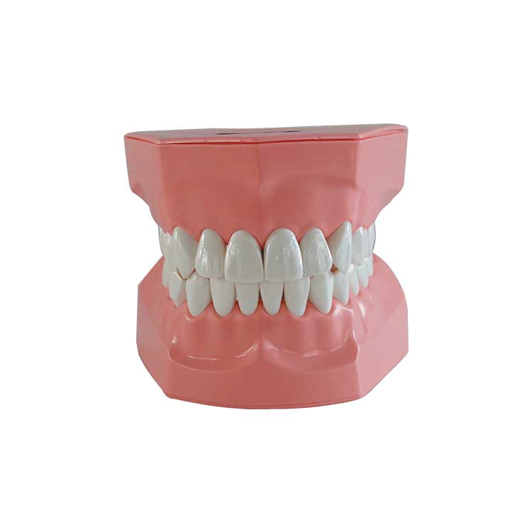  A0003 Dental Times Brushing Model